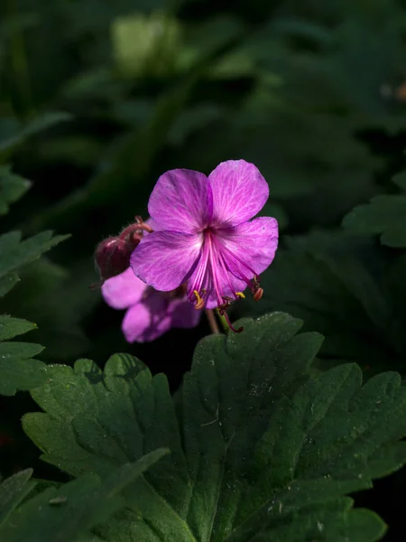 Cicutarium Erodium Στους Τομείς Της Θεραπείας Κοινό Ζιζάνιο — Φωτογραφία Αρχείου