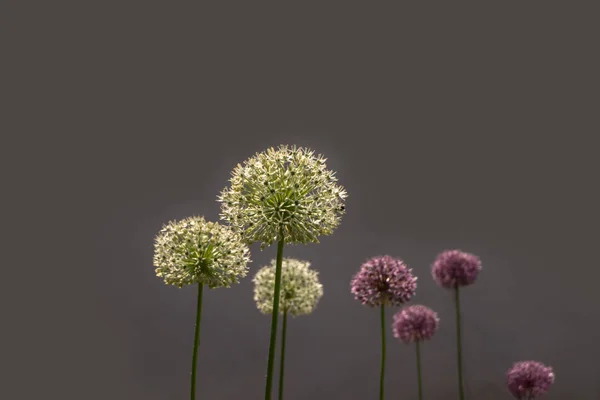 장식용 Allium Giganteum 꽃봉오리 — 스톡 사진