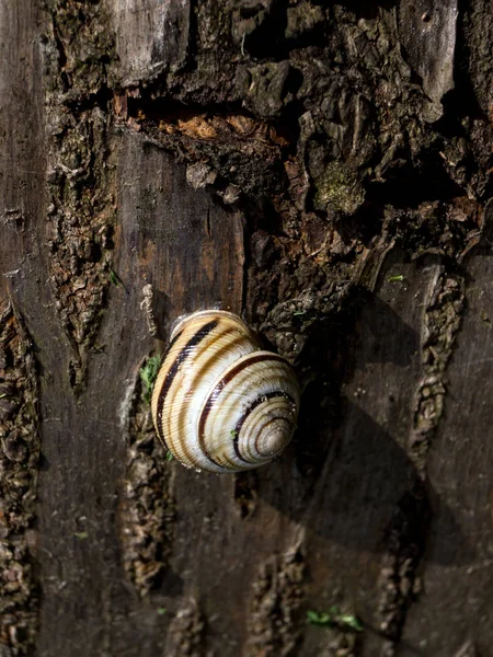 Lumache Helix Pomatia Nelle Foglie Scalogno — Foto Stock