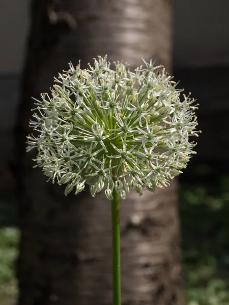 Olbrzymie Ozdobne Pąki Cebuli Allium Giganteum — Zdjęcie stockowe