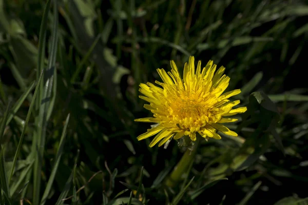 Gnocco Tarassaco Gnocco Taraxacum Officinale Giardino — Foto Stock