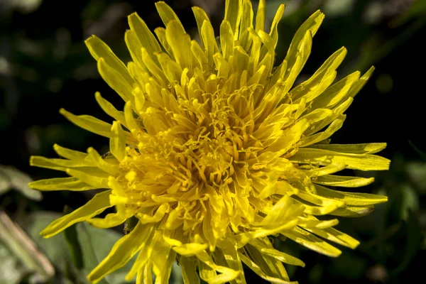 Одуванчик Клецка Taraxacum Officinale Саду — стоковое фото