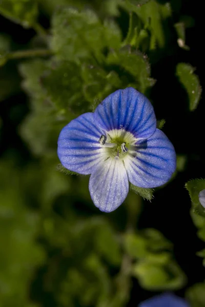 Persian Veronica Veronica Persica Tiny Flower — Stock Photo, Image