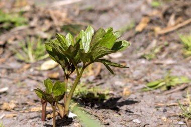 Şakayık baharında (Paeonia lactiflora) filizlenir..