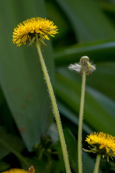 Bolinho Dente Leão Bolinho Taraxacum Officinale Jardim — Fotografia de Stock