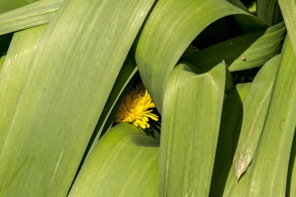 Dandelion Dumpling Dumpling Taraxacum Officinale Στον Κήπο — Φωτογραφία Αρχείου