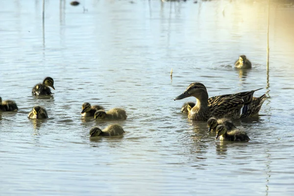 Wilde Eend Anas Platyrhynchos Familie Zwemt Het Meerwater — Stockfoto