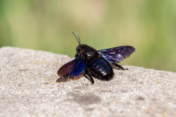 Μπλε Μέλισσα Xylocopa Violacea Είναι Ένα Μεγάλο Έντομο Στα Χωράφια — Φωτογραφία Αρχείου