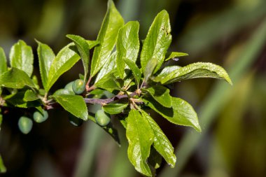 Sonbahar ormanının mavi meyvesi..