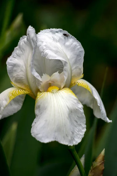 Adorno Del Jardín Primavera Flor Del Iris —  Fotos de Stock