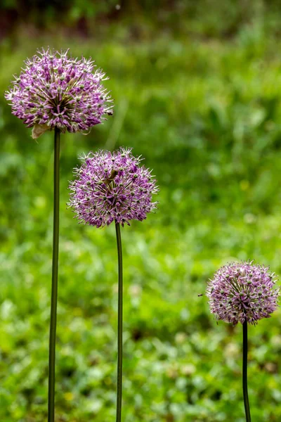 Olbrzymie Ozdobne Pąki Cebuli Allium Giganteum — Zdjęcie stockowe