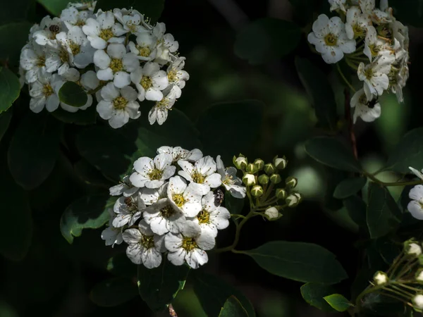 Běžná Spirea Spiraea Vanhoutte Nenáročná Keřová Zahrada — Stock fotografie