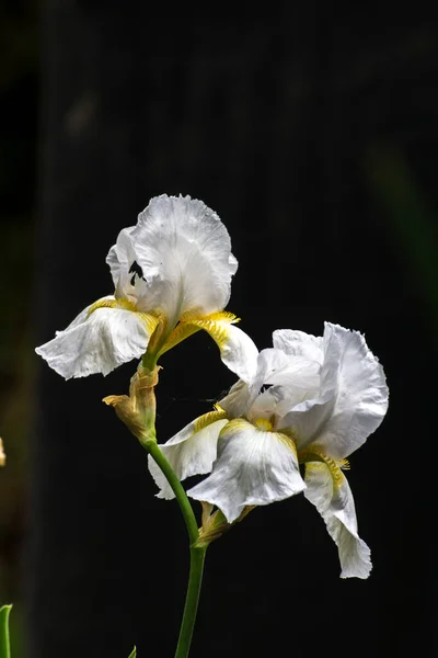 Adorno Del Jardín Primavera Flor Del Iris —  Fotos de Stock