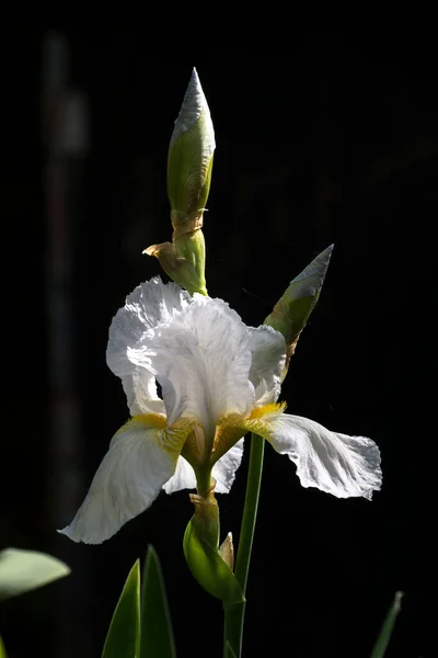 Adorno Del Jardín Primavera Flor Del Iris —  Fotos de Stock