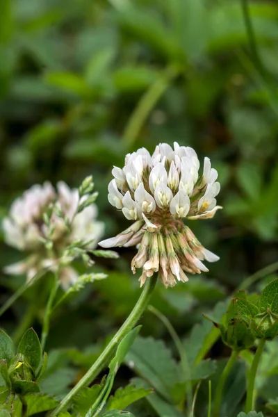 Czerwony Kwiat Trifolium Pratense Kwiat Polu — Zdjęcie stockowe