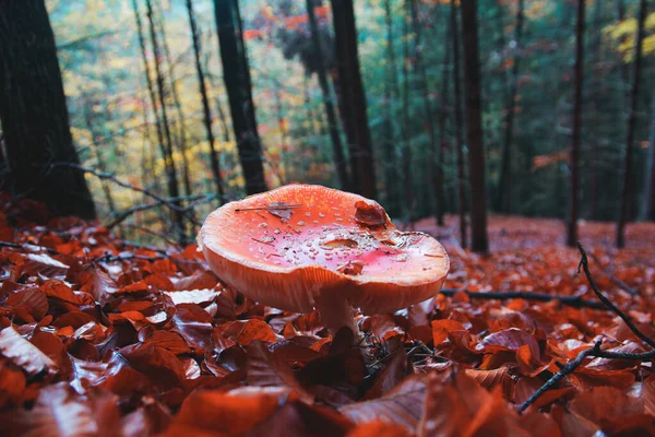 Momentos de otoño —  Fotos de Stock