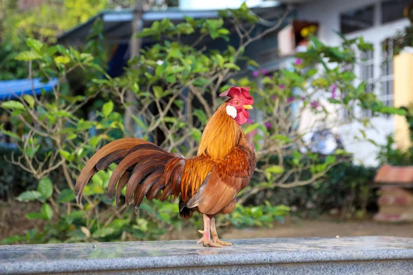 Horoz Hoi An Vietnam 'da