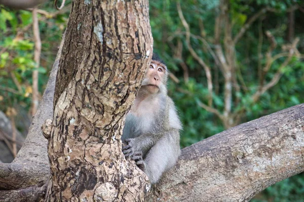 Macacos em Vietnam — Fotografia de Stock