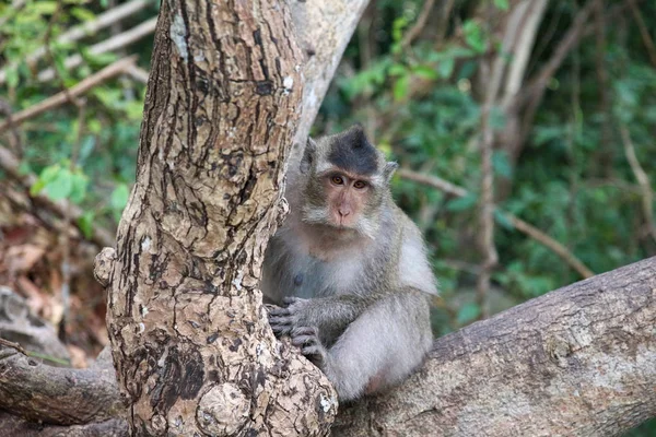 Macacos em Vietnam — Fotografia de Stock