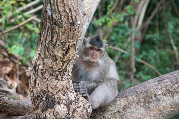 Monkeys in Vietnam ストックフォト