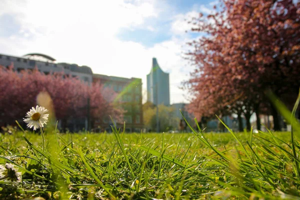 Красивая Картина Цветением Сакуры Весной Лейпциге — стоковое фото
