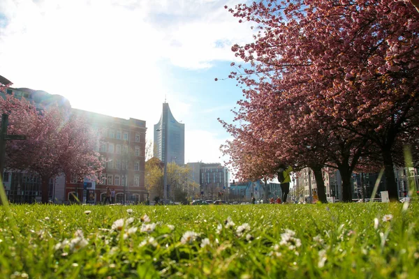 Beautiful Picture Cherry Blossoms Springtime Leipzig — Stock Photo, Image