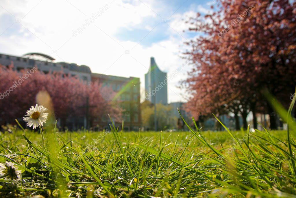Beautiful Picture with cherry blossoms at springtime in Leipzig