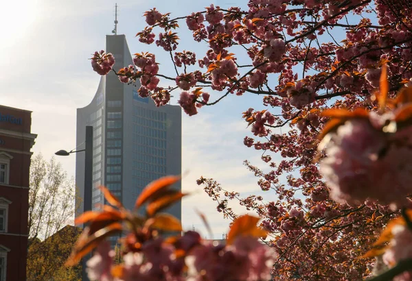 Hermosa Foto Con Flores Cerezo Primavera Leipzig — Foto de Stock