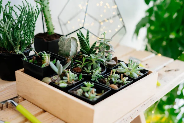 Plants planted in black plastic pots.