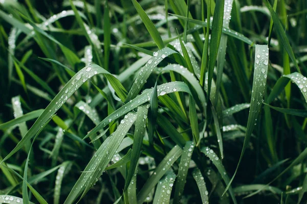 Background dew drops on bright green grass after rain. Wet grass closeup with water drops after rain. Fresh plants background. Herbs with dew drops look like transparent pearls.