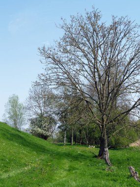 spieckerhoern an der krueckau, deich  