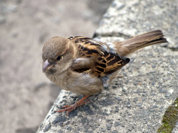 Küçük serçe yolda