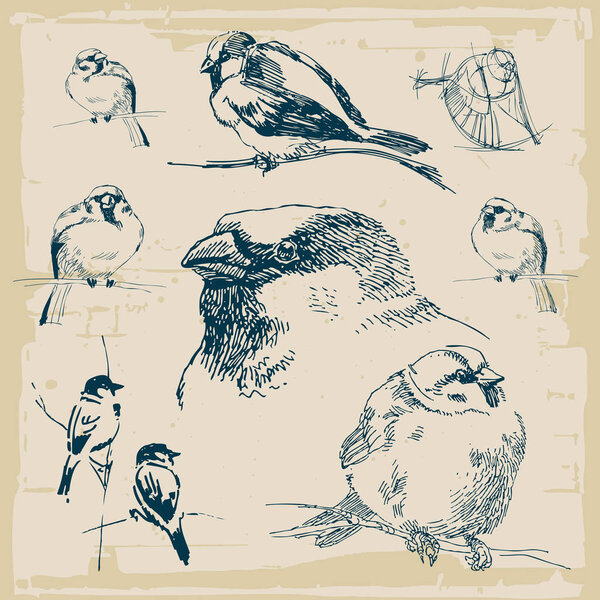 Hand-drawn sparrows vintage vector collection