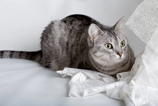 Curious cat in grey background, cat hiding in studio — Stock Photo, Image