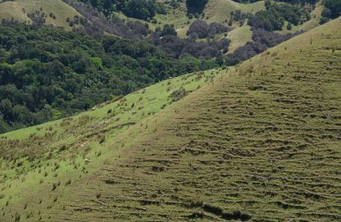 Panoramik dağ Yeni Zelanda. Hill ile koyun 
