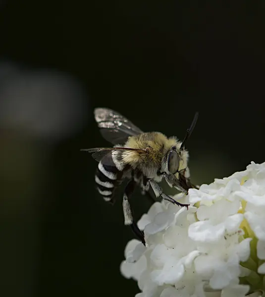 European honey bee (Apis mellifera) gathering pollen, Honey Bee harvesting pollen from yellow Blossom, honeybee, honey bee — Stock Photo, Image