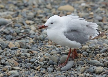 Beyaz martı Yeni Zelanda taş Beach yürüme. Yeni Zelanda kuşlar. Martı insanlardan yiyecek aramaya. Sola martı