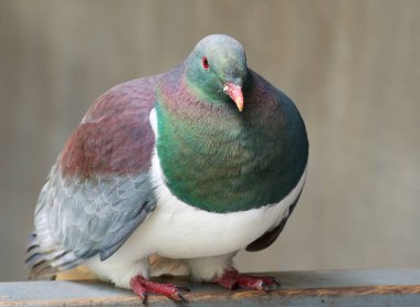 Ahşap güvercin (Kereru) - Yeni Zelanda yerel ahşap bulanık arka planda oturan güvercin. Kereru (Hemiphaga novaeseelandiae), Westland Nationalpark, West Coast, Yeni Zelanda. 