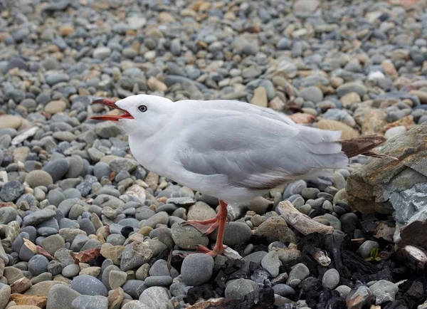 White gulls walking in stone beach in New Zeland. New Zealand birds. Seagull looking for food from people. Seagull going left — Stock Photo, Image