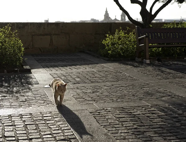 Big orange yellow cat walking in the Barraka garden in Valletta, Malta. Cat walking in a shadow in Valletta street. Artistic photo of street kitten