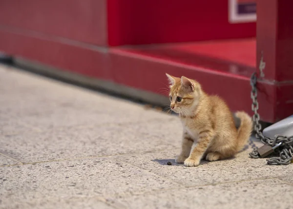 Petit chat brun dans la rue, chat dans la rue le jour ensoleillé, La Valette, Malte — Photo
