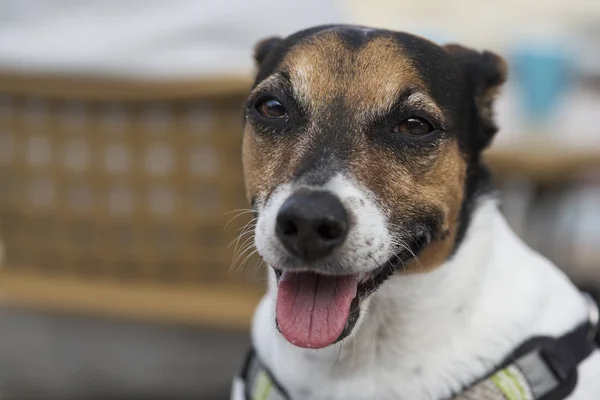 Porträtt av hund närbild — Stockfoto