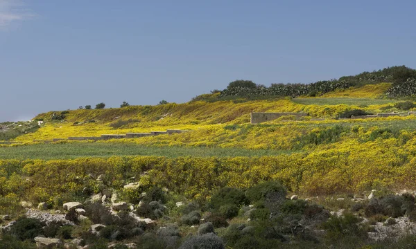 Spring in Malta, Lapsi. Yellow field of blossom flowers in Lapsi, Malta. Maltese landscape in spring. — Stock Photo, Image