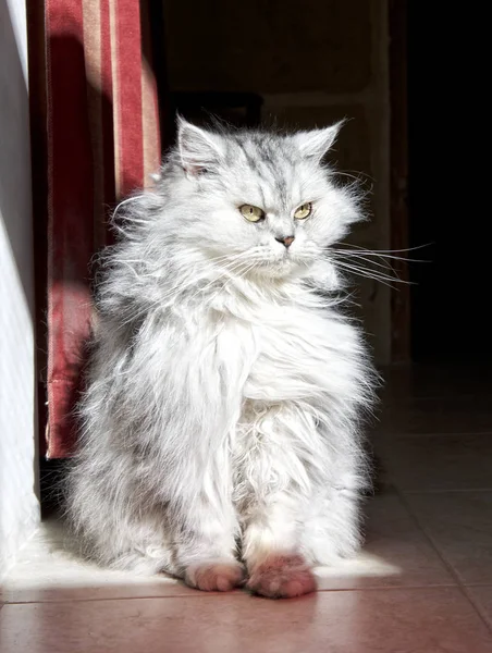 Ritratto di gatto da vicino guardando seriamente, gatto gattino longhair sullo sfondo sfocato, gatto guardando a destra, gatto serio — Foto Stock