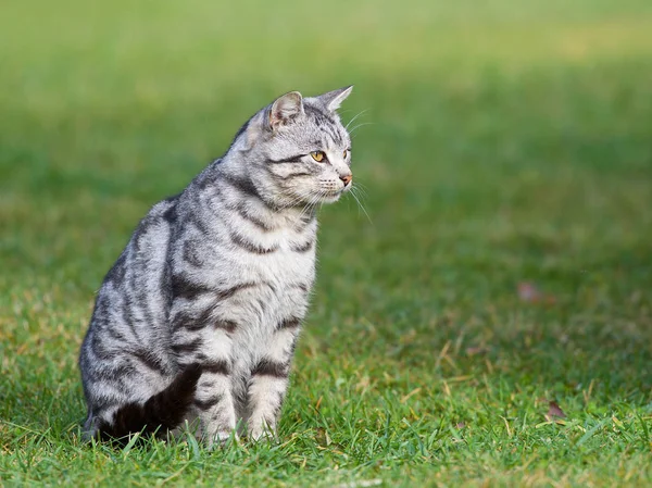 Chat gris assis sur une herbe en arrière-plan flou. Un seul gros chat gris assis et regardant en plein air en arrière-plan vert dans le village, chat à l'extérieur — Photo
