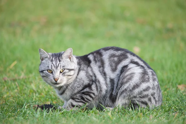 Kedi ne zaman o yakalamak ağız şu anda. Kedi ve ağız. Gri kedi yavrusu 