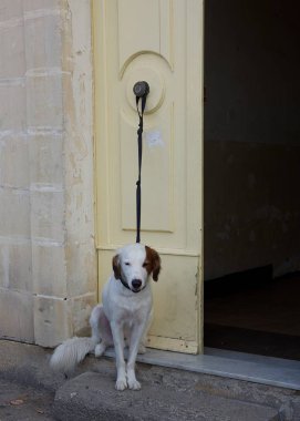 Köpek bekleyen sahibi kapının yanında. Bir köpek sahibi için bekliyor. Yalnız bağlı köpek sahibine için bekliyor. Güzel beyaz köpek dışarıda bahçede Zincirli. Köpek sahibinin açık havada bekliyor
