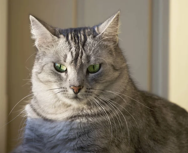 Portret van de kat komen. Ernstige kat op onscherpe achtergrond. Kat staand. — Stockfoto