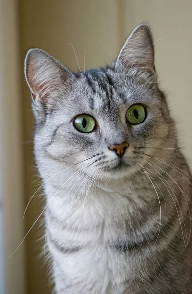 Retrato Gato Perto — Fotografia de Stock