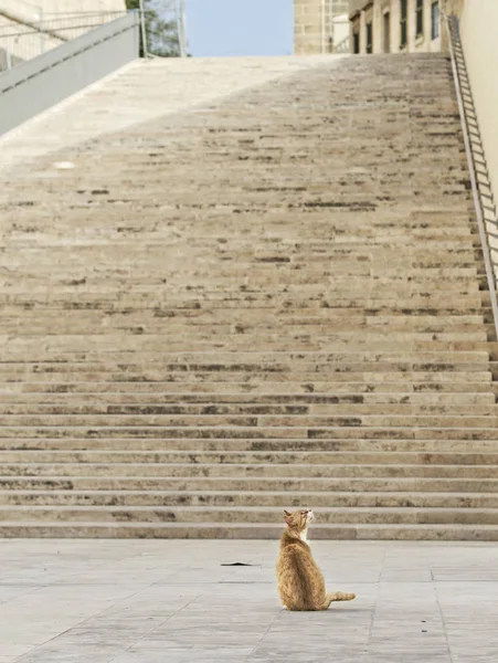 Yellow Cat Sitting Sun Cat Street Valletta Malta Yellow Orange — Stock Photo, Image